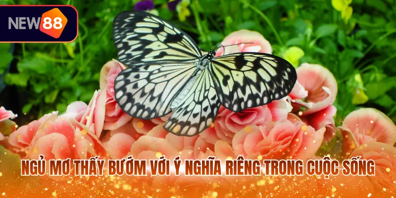 Ngủ mơ thấy bướm với ý nghĩa riêng trong cuộc sống